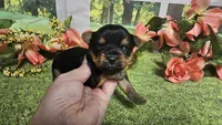 Candice , a female Yorkshire Terrier for sale in Brighton, MO – 1 of 5