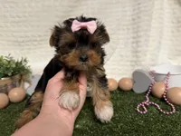 Bella, a female Yorkshire Terrier for sale in Brighton, MO – 5 of 8
