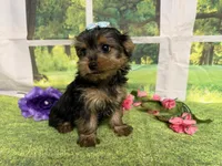 Savanna , a male Yorkshire Terrier for sale in Brighton, MO – 3 of 9