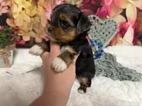 Brent, a male Yorkshire Terrier for sale in Brighton, MO – 3 of 9