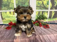 Brent, a male Yorkshire Terrier for sale in Brighton, MO – 1 of 7