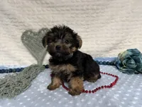 Chris , a female Yorkshire Terrier for sale in Brighton, MO – 3 of 9