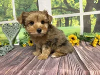 Roman NEUTERED , a male Yorkshire Terrier for sale in Brighton, MO – 1 of 7