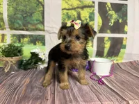 Honey, a female Yorkshire Terrier for sale in Brighton, MO – 6 of 7