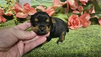 Candice , a female Yorkshire Terrier for sale in Brighton, MO – 4 of 5