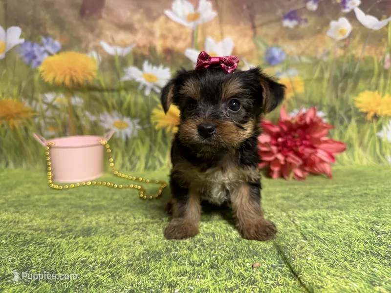 Candice  – Yorkshire Terrier puppy for sale in Brighton, MO
