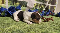 Carter , a male Yorkshire Terrier for sale in Brighton, MO – 4 of 9