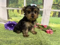 Savanna , a male Yorkshire Terrier for sale in Brighton, MO – 4 of 9