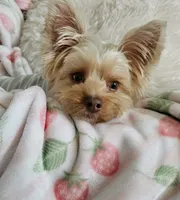 Winston, a male Yorkshire Terrier for sale in Brighton, MO – 3 of 7
