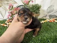 Nadia, a female Yorkshire Terrier for sale in Brighton, MO – 4 of 7