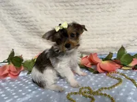 Hazel , a female Yorkshire Terrier for sale in Brighton, MO – 2 of 10