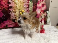 Goldie, a female Yorkshire Terrier for sale in Brighton, MO – 6 of 7
