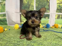 Stephen , a male Yorkshire Terrier for sale in Brighton, MO – 1 of 9