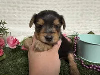 Honey, a female Yorkshire Terrier for sale in Brighton, MO – 2 of 6