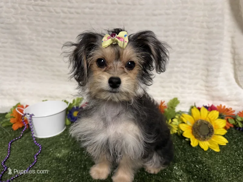 Tickles  – Morkie puppy for sale in Brighton, MO