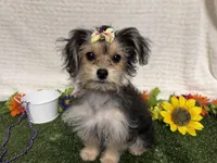 Tickles , a female Morkie for sale in Brighton, MO – 1 of 8