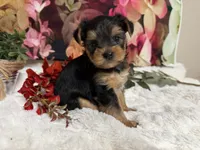 Biscuit, a male Yorkshire Terrier for sale in Brighton, MO – 4 of 8