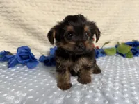 Cody, a female Yorkshire Terrier for sale in Brighton, MO – 3 of 8