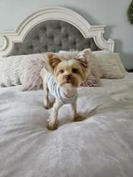 Winston, a male Yorkshire Terrier for sale in Brighton, MO – 6 of 7