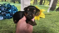 Cody, a female Yorkshire Terrier for sale in Brighton, MO – 3 of 6