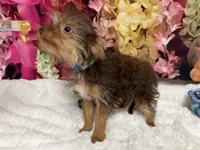 Brownie, a male Yorkshire Terrier for sale in Brighton, MO – 6 of 9