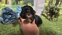 Chris , a female Yorkshire Terrier for sale in Brighton, MO – 8 of 8