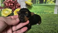 Ceci, a female Yorkshire Terrier for sale in Brighton, MO – 2 of 8