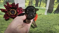 Cash, a female Yorkshire Terrier for sale in Brighton, MO – 3 of 5