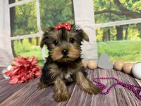 Lillian, a female Yorkshire Terrier for sale in Brighton, MO – 3 of 5