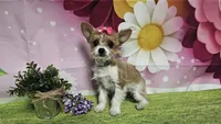 Goldie, a female Yorkshire Terrier for sale in Brighton, MO – 4 of 7