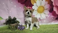 Goldie, a female Yorkshire Terrier for sale in Brighton, MO – 7 of 7