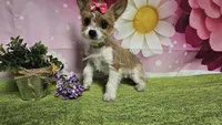 Goldie, a female Yorkshire Terrier for sale in Brighton, MO – 5 of 7