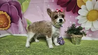 Goldie, a female Yorkshire Terrier for sale in Brighton, MO – 6 of 7