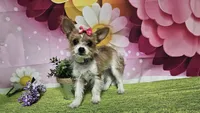 Goldie, a female Yorkshire Terrier for sale in Brighton, MO – 1 of 7