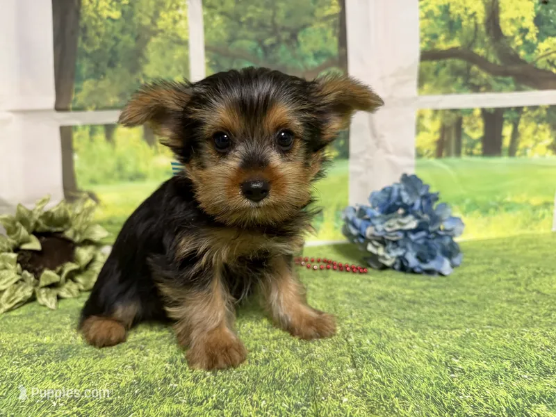 Shilo – Yorkshire Terrier puppy for sale in Brighton, MO