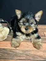 Clover , a male Yorkshire Terrier for sale in Brighton, MO – 3 of 7