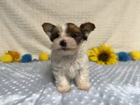 Carter , a male Yorkshire Terrier for sale in Brighton, MO – 4 of 10