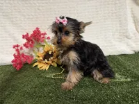 Sammy, a male Yorkshire Terrier for sale in Brighton, MO – 4 of 10