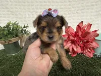 Heidi, a female Yorkshire Terrier for sale in Brighton, MO – 7 of 7