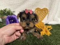 Lucy, a female Yorkshire Terrier for sale in Brighton, MO – 4 of 7