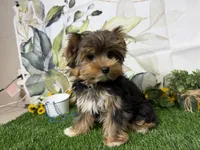 Brent, a male Yorkshire Terrier for sale in Brighton, MO – 7 of 10