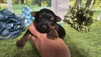 Chris , a female Yorkshire Terrier for sale in Brighton, MO – 7 of 8