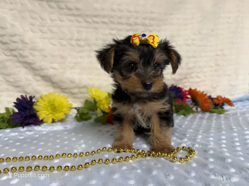 Ceci – Yorkshire Terrier puppy for sale in Brighton, MO