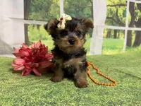 Shellu, a female Yorkshire Terrier for sale in Brighton, MO – 6 of 9