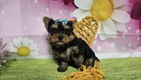 Sienna, a female Yorkshire Terrier for sale in Brighton, MO – 3 of 6