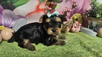 Sienna, a female Yorkshire Terrier for sale in Brighton, MO – Photo 4 of 7