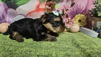Sienna, a female Yorkshire Terrier for sale in Brighton, MO – Photo 2 of 7