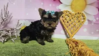 Sienna, a female Yorkshire Terrier for sale in Brighton, MO – 6 of 6
