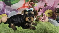 Sienna, a female Yorkshire Terrier for sale in Brighton, MO – Photo 1 of 7
