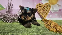 Sienna, a female Yorkshire Terrier for sale in Brighton, MO – 2 of 6